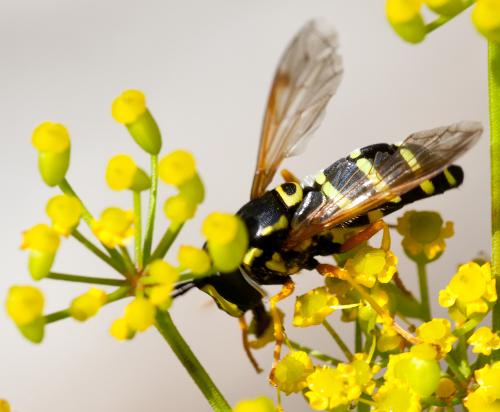 Chrysotoxum festivum