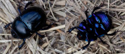Anoplotrupes stercorosus