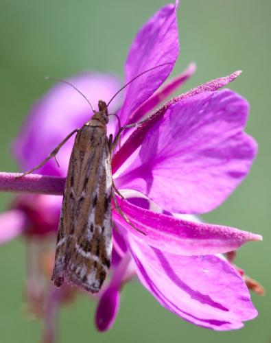 Pempeliella ornatella