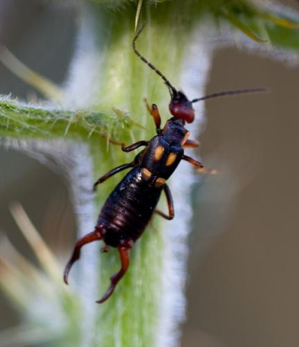 Anechura bipunctata