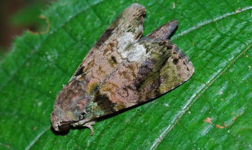 Réf. 109 244 : Corythurus nocturnus