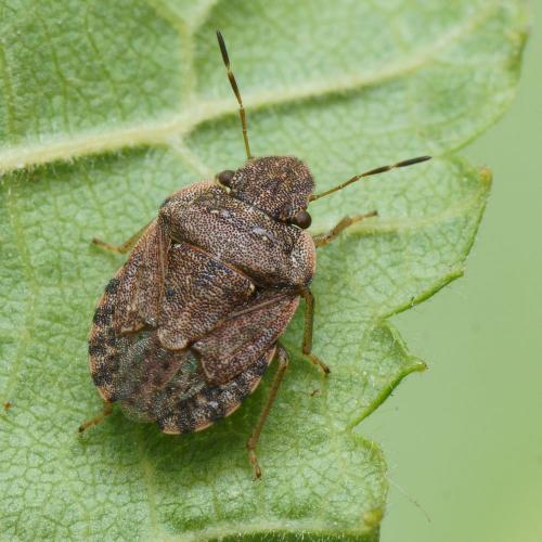Réf. 109 161 : Sciocoris sideritidis