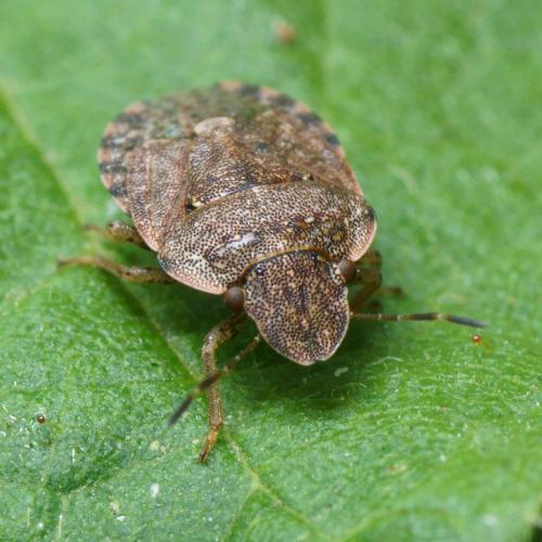 Réf. 109 163 : Sciocoris sideritidis