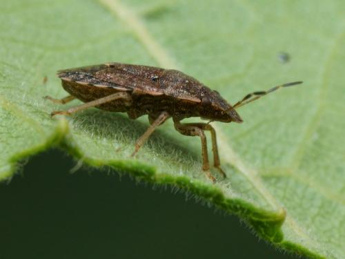Réf. 109 162 : Sciocoris sideritidis