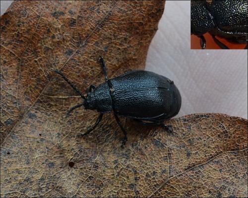 Réf. 109 862 : Galeruca tanaceti