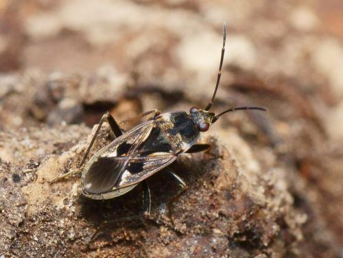 Réf. 109 314 : Rhyparochromus vulgaris