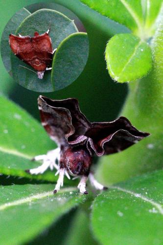Réf. 109 539 : Choreutis nemorana