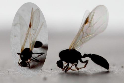 Solenopsis fugax