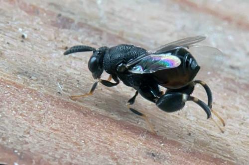 Réf. 109 613 : Brachymeria sp.