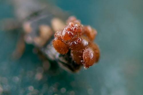 Nenteria sp.