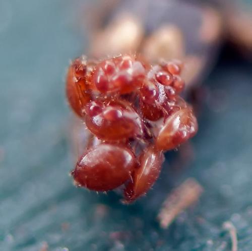 Nenteria sp.