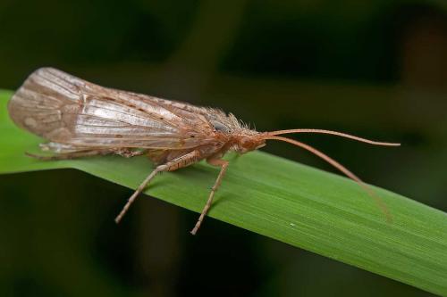Limnephilus sp.