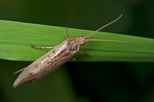 Limnephilus sp.