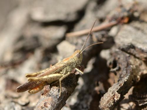 Réf. 109 098 : Chorthippus brunneus brunneus