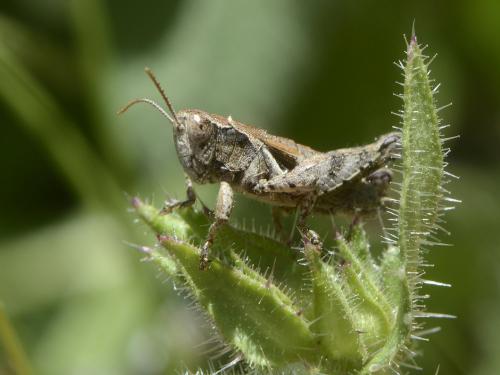 Pezotettix giornae