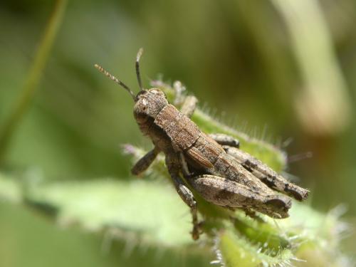Pezotettix giornae