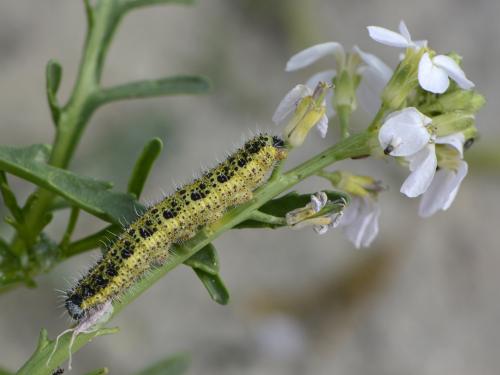 Pieris brassicae
