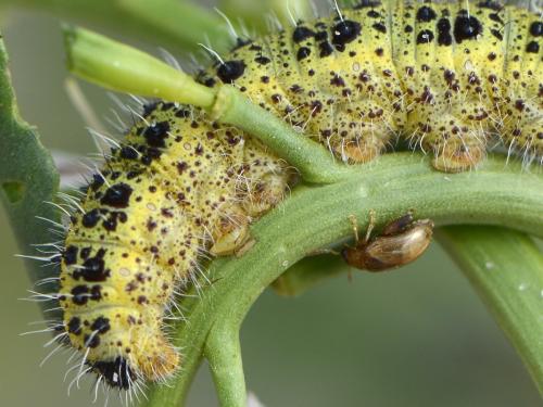 Pieris brassicae
