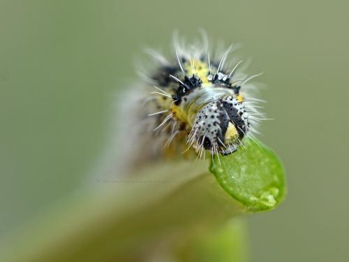 Réf. 109 599 : Pieris brassicae