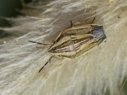 Réf. 109 988 : Aelia acuminata