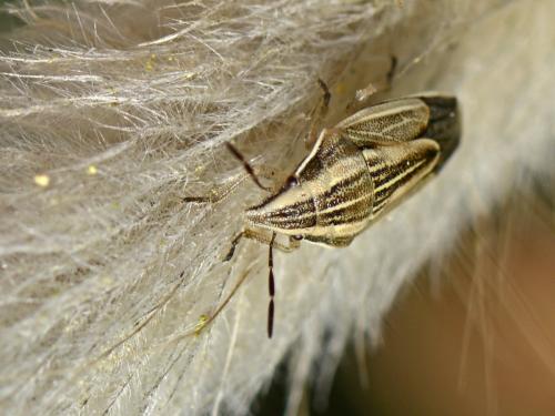 Réf. 109 989 : Aelia acuminata