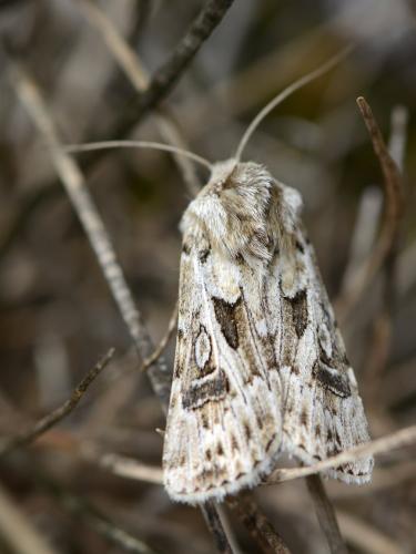 Agrotis vestigialis