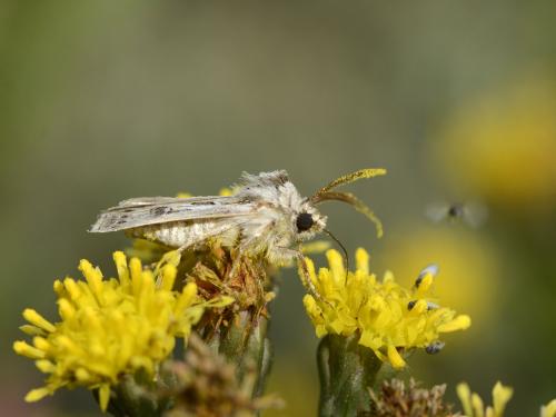 Agrotis vestigialis