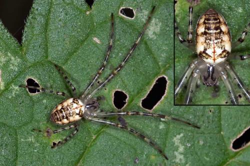 Metellina sp.