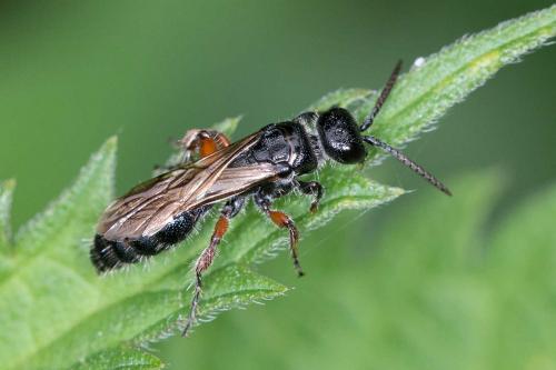 Tiphia femorata