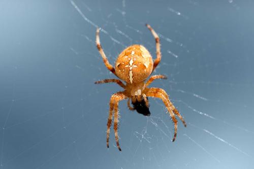 Araneus diadematus