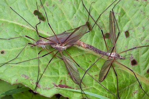 Tipula paludosa