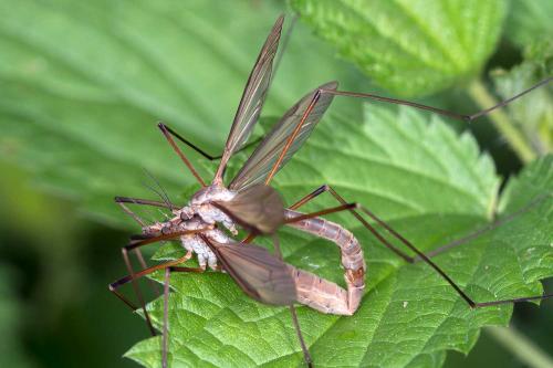 Tipula paludosa