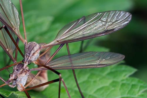 Tipula paludosa