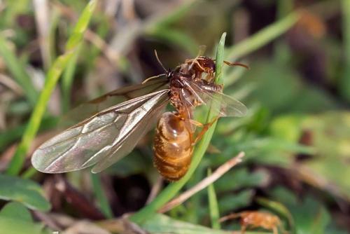 Réf. 109 235 : Lasius sp.