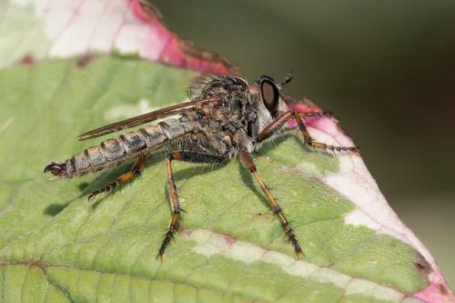 Tolmerus cingulatus