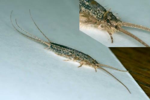 Ctenolepisma lineata