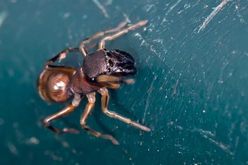 Réf. 109 337 : Myrmarachne formicaria