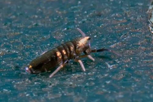 Réf. 109 378 : Lepidocyrtus paradoxus