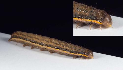 Lacanobia oleracea