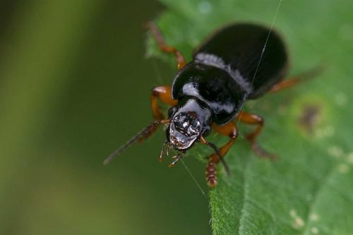 Anisodactylus binotatus