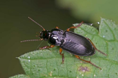 Anisodactylus binotatus