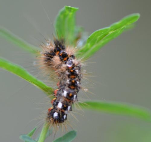 Acronicta rumicis