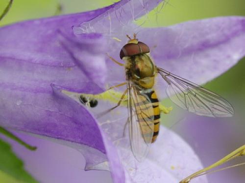 Episyrphus balteatus
