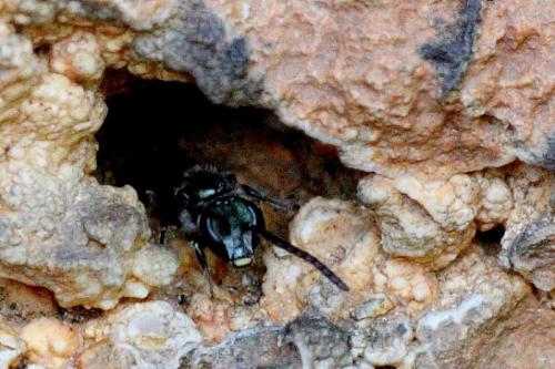 Lasioglossum morio