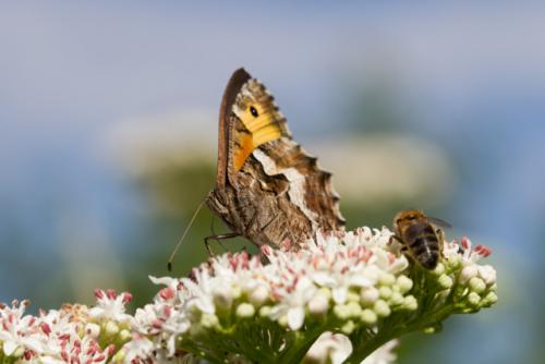Réf. 109 087 : Hipparchia semele