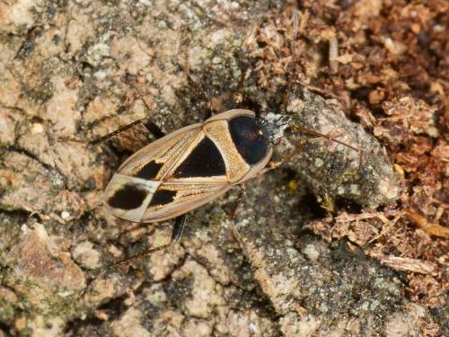 Réf. 109 311 : Xanthochilus sp.