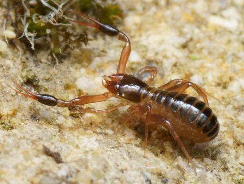 Réf. 109 148 : Chthonius sp.
