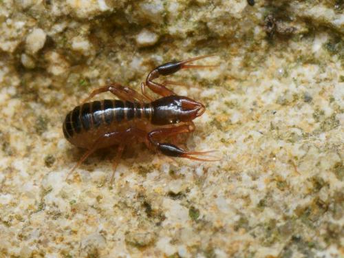 Réf. 109 149 : Chthonius sp.