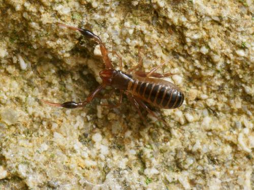 Réf. 109 150 : Chthonius sp.