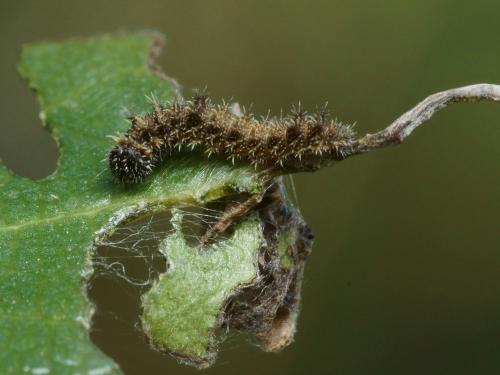 Limenitis reducta